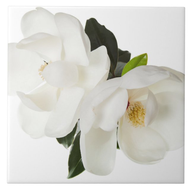 White Magnolia Flower Magnolias Floral Flowers Tile (Front)