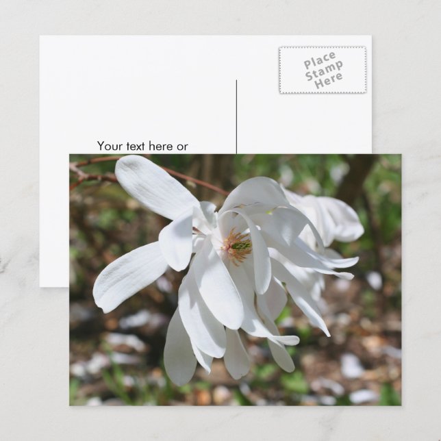 White Magnolia Flower Personalized Postcard (Front/Back)