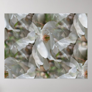 White Magnolia Flower Petals Abstract Poster
