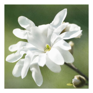 White Magnolia Flower Photo Print