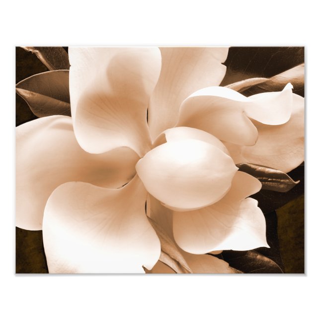 White Magnolia Flower Sepia Black Background Photo Print (Front)