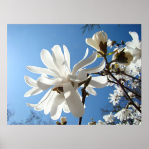 White Magnolia Flowers Spring Fine Art Prints
