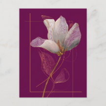White Magnolia Gold Line Magenta