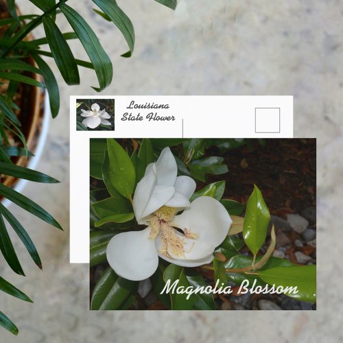 White Magnolia Louisiana State Flower Photographic Postcard