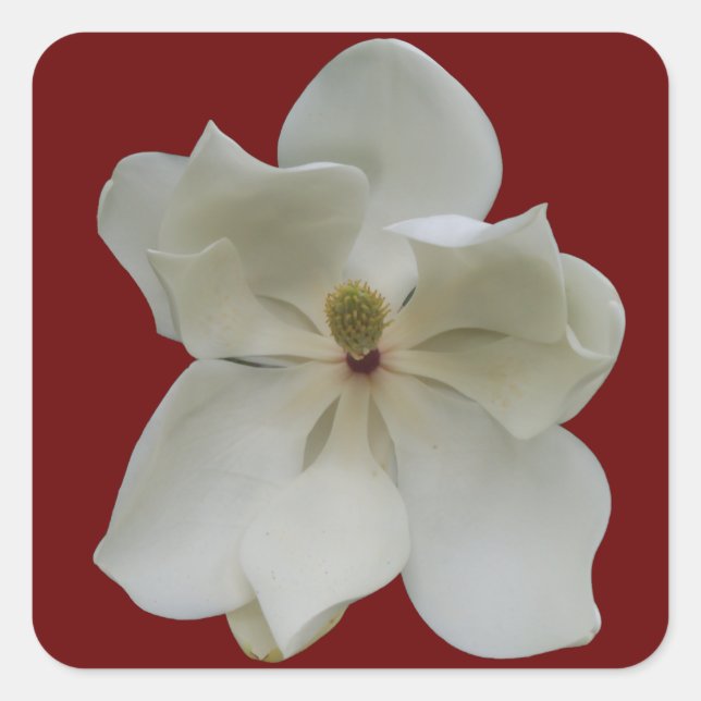 White Magnolia on stickers (Front)