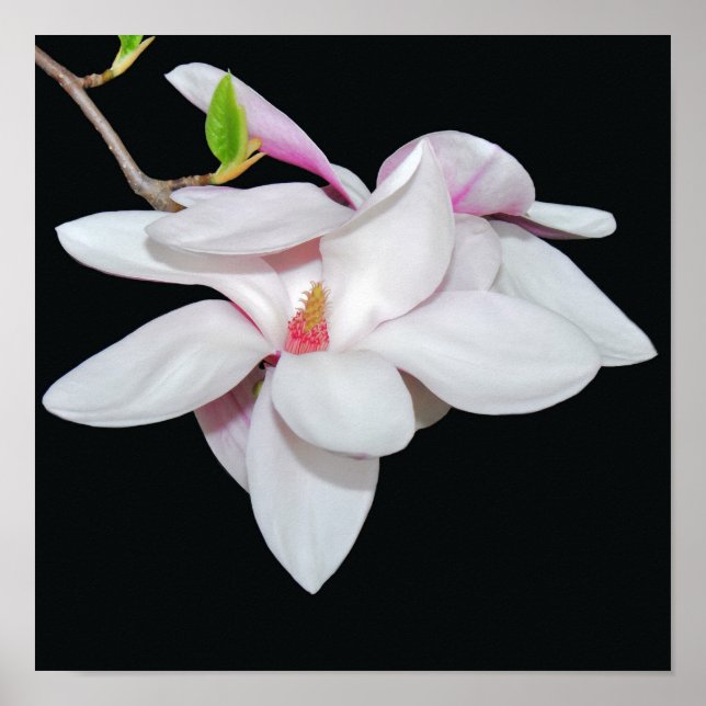 White Magnolia Poster (Front)