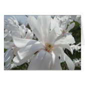 White Magnolia, Springtime (Front Horizontal)