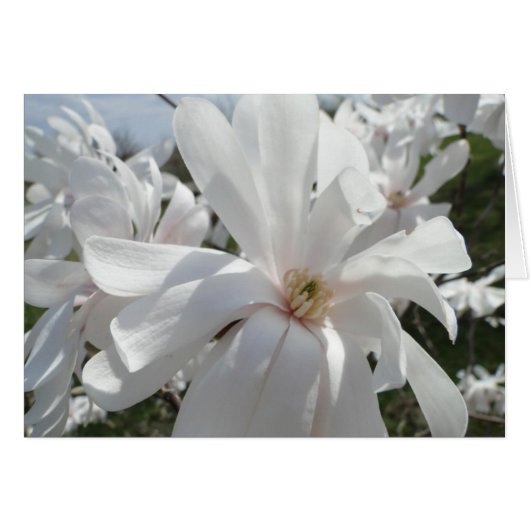 White Magnolia, Springtime (Front Horizontal)