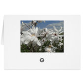 White Magnolia, Springtime (Back Horizontal)