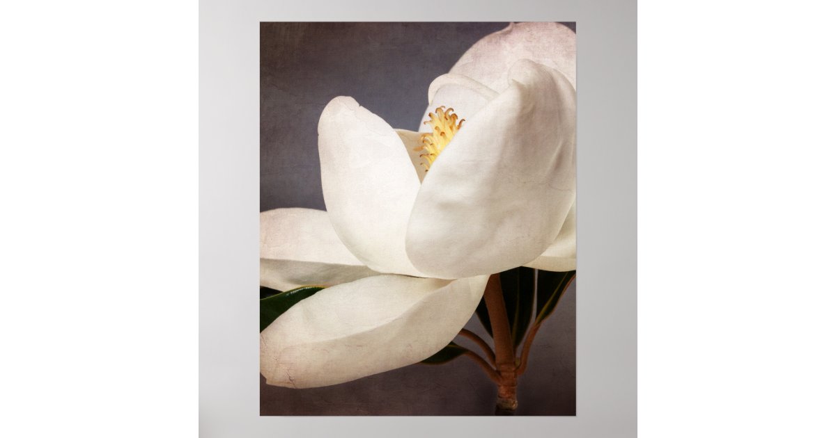 Magnolia Bloom Flower & Monogram Graphics