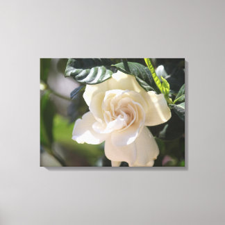 White Magnolia Wrapped Canvas Print