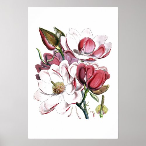 White Magnolias Flower Vintage Old Illustration Poster