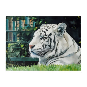 White Majesty – Resting Tiger Wildlife Acrylic Print