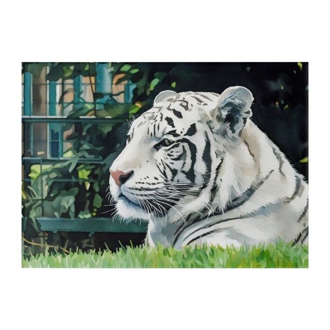 White Majesty – Resting Tiger Wildlife Acrylic Print (Front)