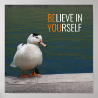 White Mallard Duck Photo