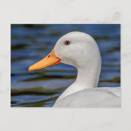 White Mallard Duck Postcard