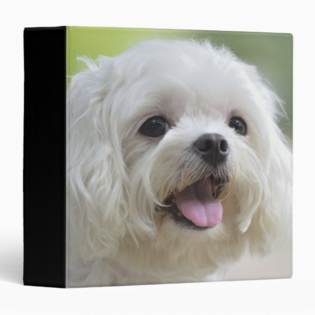 White Maltese Dog 3 Ring Binder (Front/Spine)
