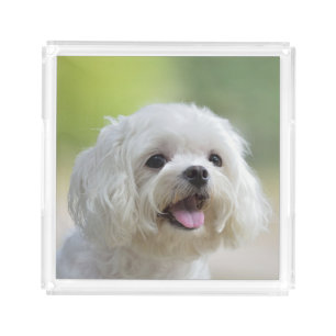 White Maltese Dog Acrylic Tray
