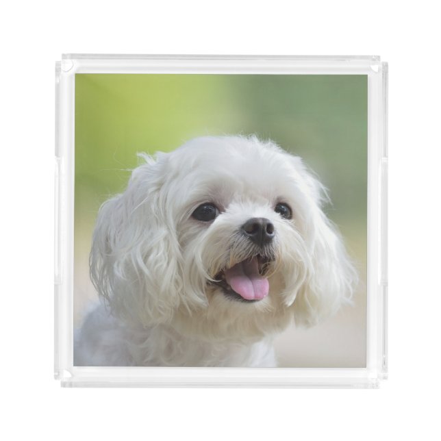 White Maltese Dog Acrylic Tray (Front)