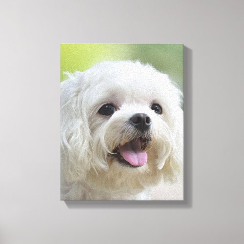 White Maltese Dog Canvas Print