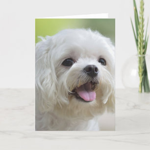 White Maltese Dog Card