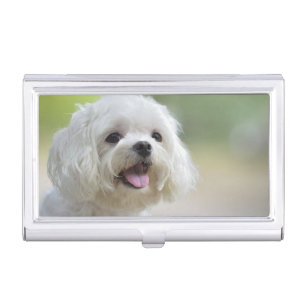 White Maltese Dog Case For Business Cards