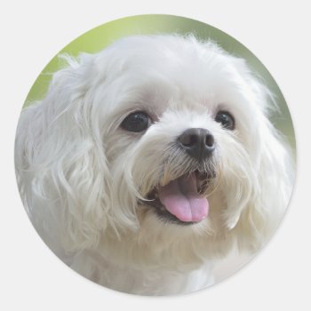White Maltese Dog Classic Round Sticker by cutestbabyanimals at Zazzle