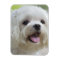 White Maltese Dog