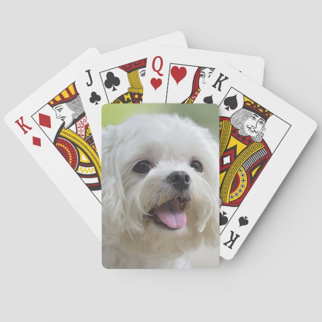 White Maltese Dog Poker Cards (Back)