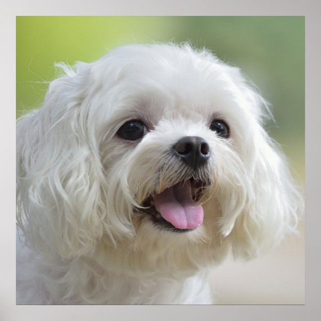 White Maltese Dog Poster (Front)
