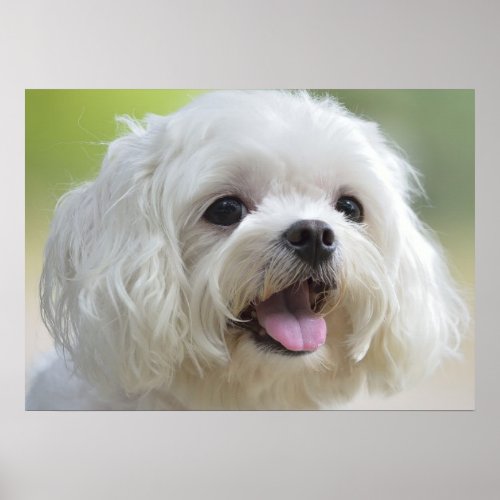 White Maltese Dog Poster