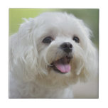 White Maltese Dog Tile<br><div class="desc">White maltese dog sticking out tongue</div>