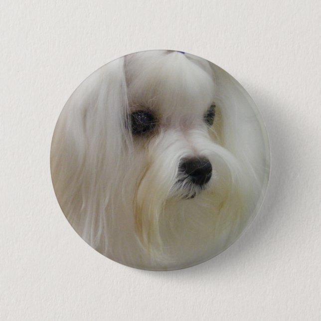 White Maltese Pinback Button (Front)