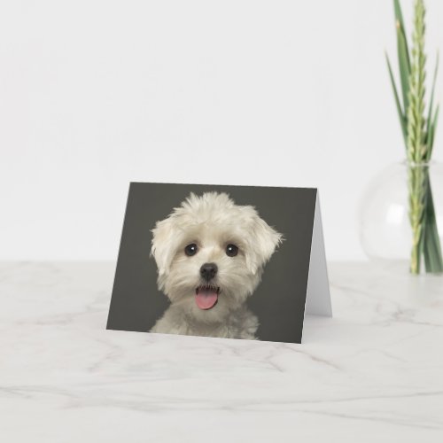 White Maltese Puppy Dog Blank Note Card