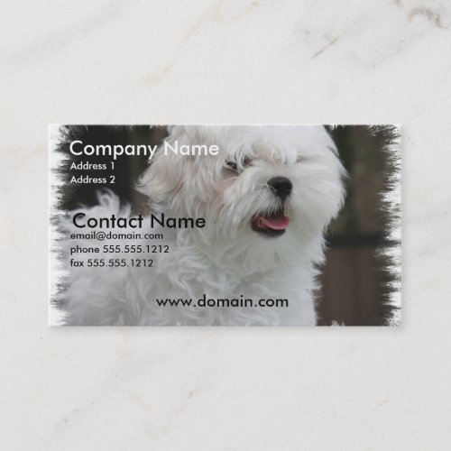 White Maltese Puppy Dog Business Card