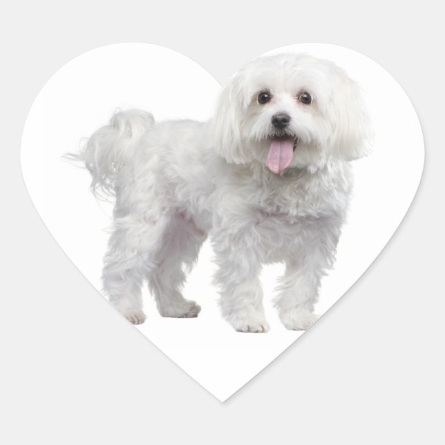 White Maltese Puppy Dog Heart Sticker / Label (Front)