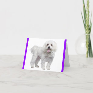 White Maltese Puppy Dog: Hello, Miss You, Love Letterpress Thank You Card