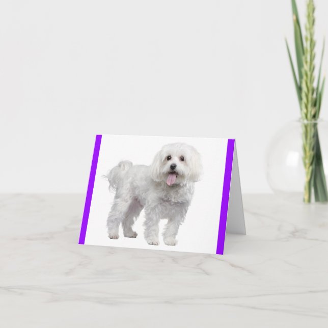 White Maltese Puppy Dog: Hello, Miss You, Love Thank You Card (Front)