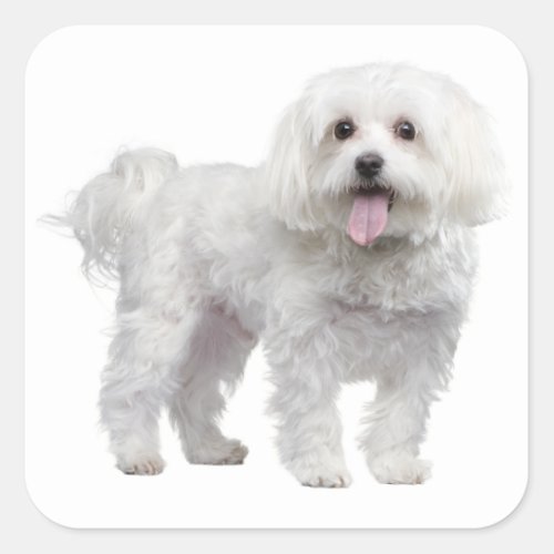 White Maltese Puppy Dog Love Sticker  Label