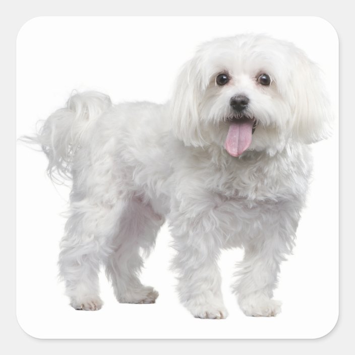 maltese teddy bear dog