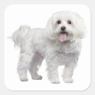 White Maltese Puppy Dog Love Sticker / Label