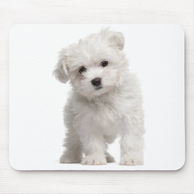 White Maltese Puppy Dog Mouse Pad (Front)