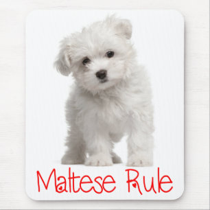 White Maltese Puppy Dog Mouse Pad