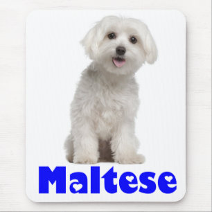 White Maltese Puppy Dog Mouse Pad