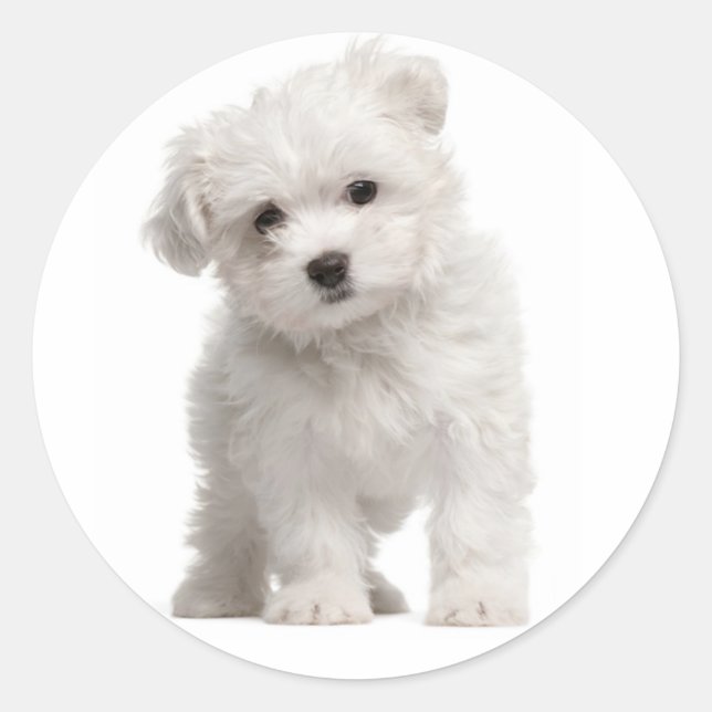 White Maltese Puppy Dog Sticker / Label (Front)