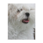 White Maltese Puppy Postcard