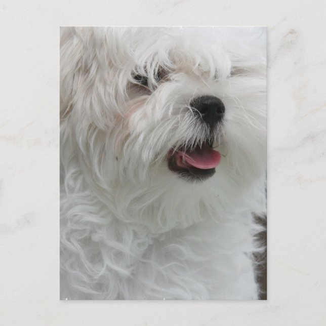 White Maltese Puppy Postcard (Front)
