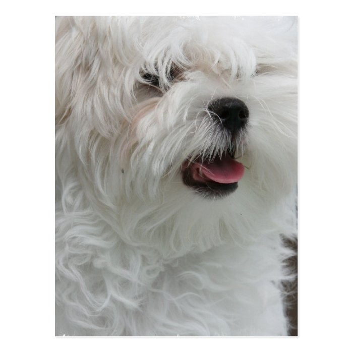 White Maltese Puppy Postcard