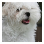 White Maltese Puppy Poster Print