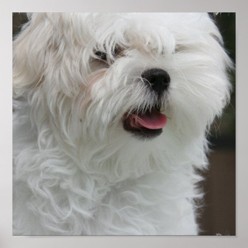 White Maltese Puppy Poster Print